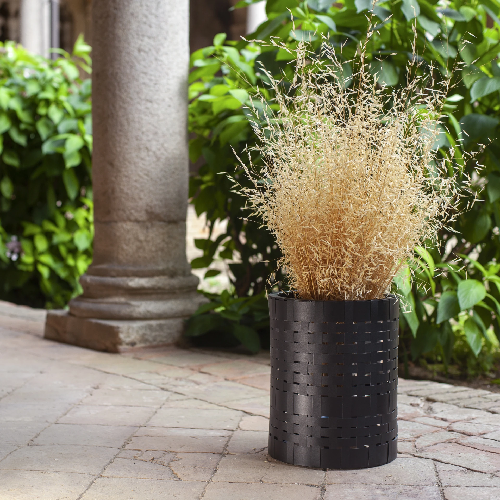 JUNCUS